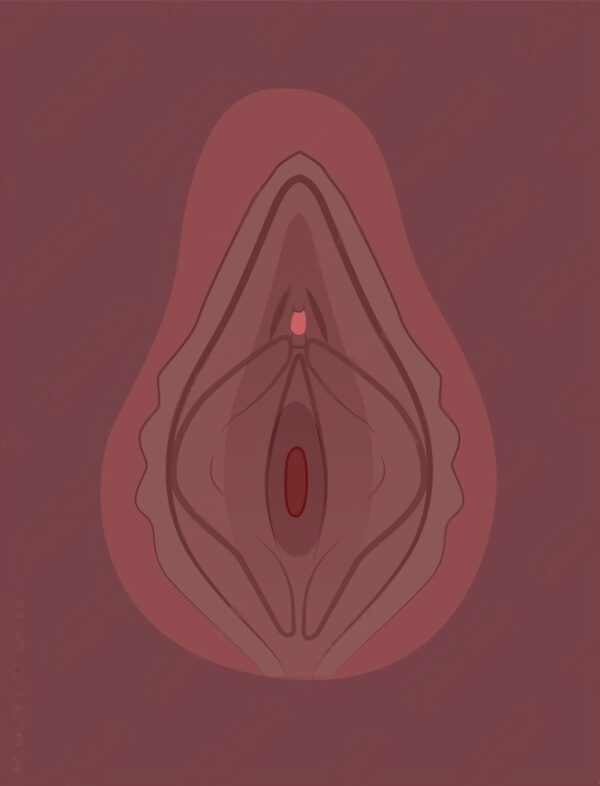 Anatomy of the Vulva (Couple)